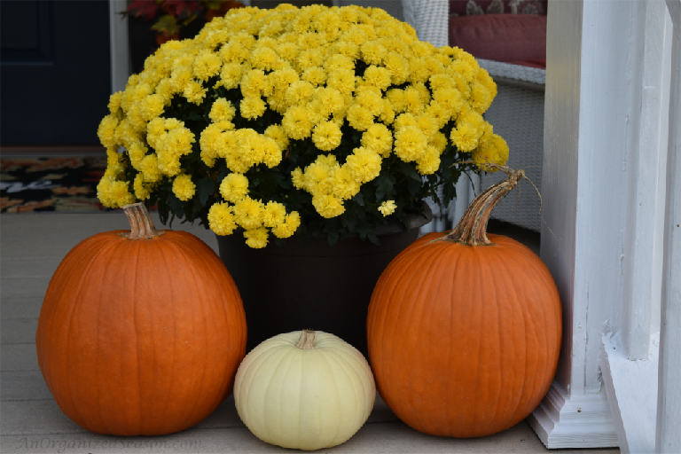 A large pot of yellow mums with two large  orange pumpkins and a small white pumpkin sitting in front of it. An example of how to decorate your front porch for Fall. 