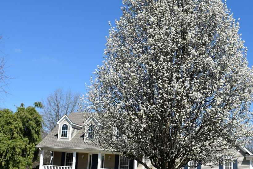 Cleveland pear tree in front of our house
