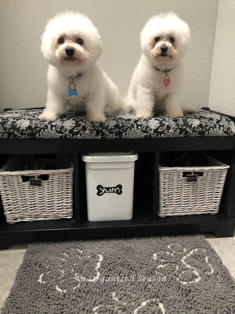Our two bichon frise dogs sitting on a storage bench we made-over to show how to beautifully organize pet supplies.