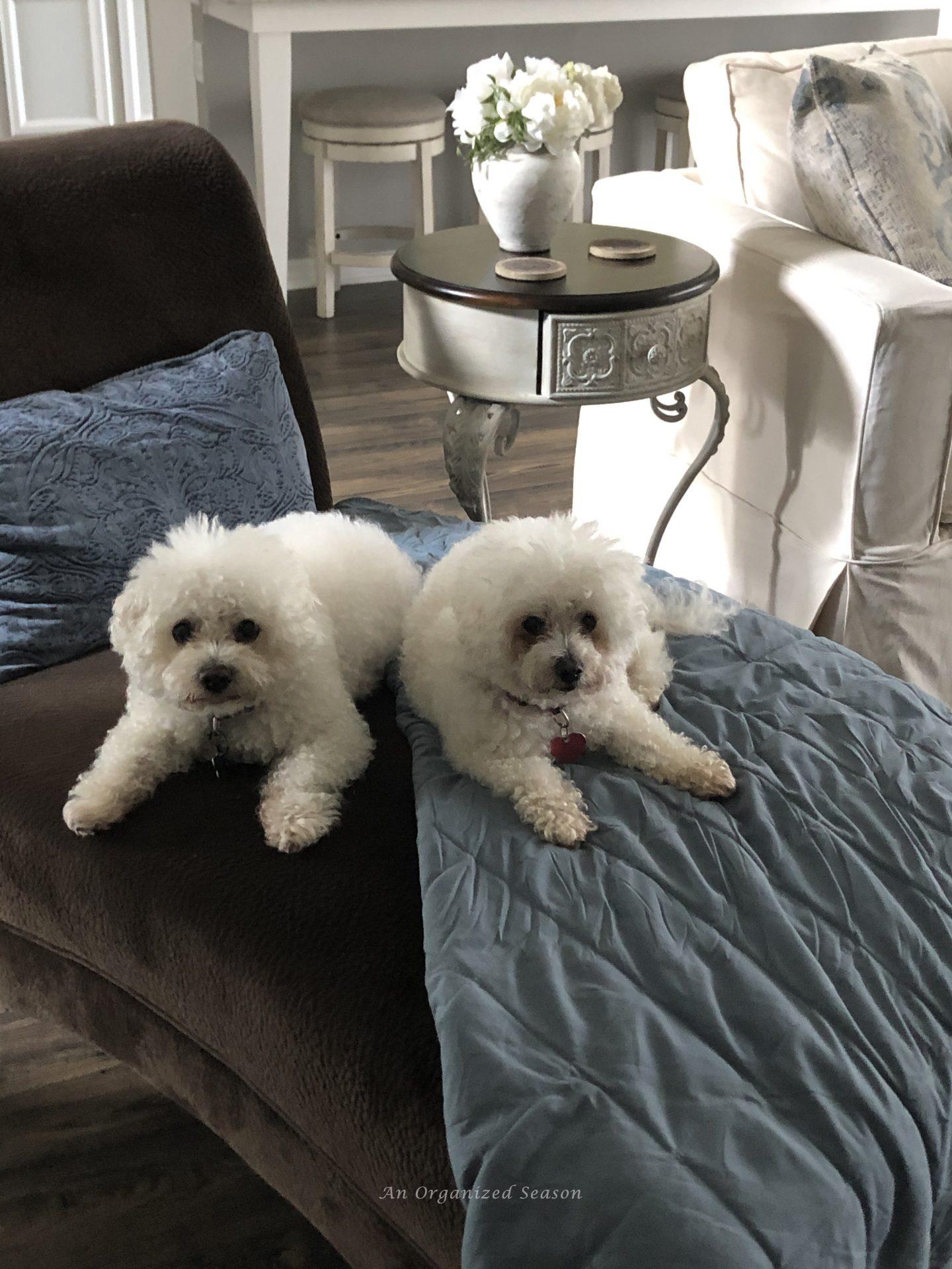 Helpful Ideas to Brighten Your Spring Decor - An Organized Season