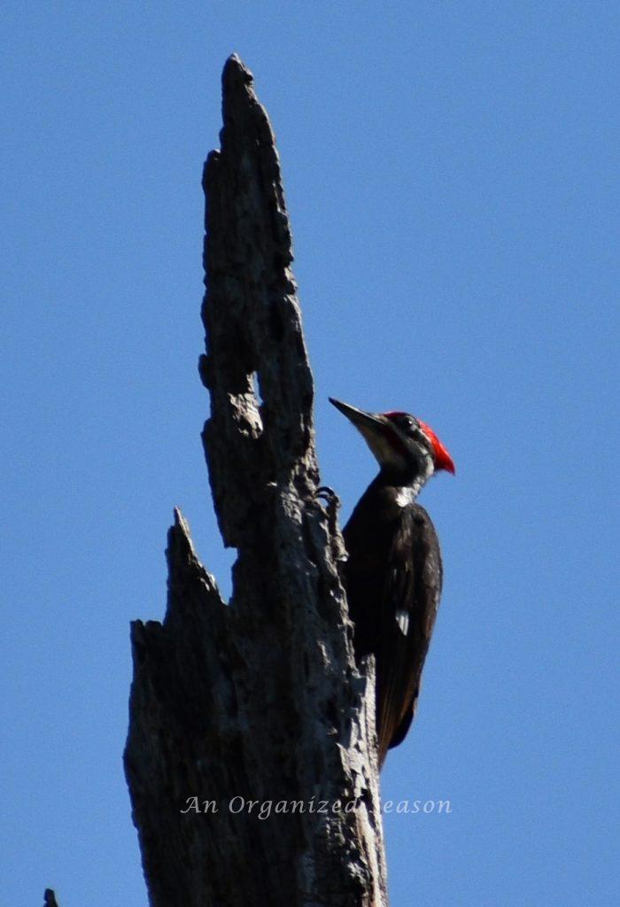 A red headed woodpecker on a dead tree at the Oakland Nature Preserve in central Florida.