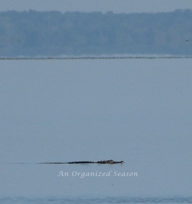 A large alligator swimming on Lake Apopka at the Oakland Nature Preserve in central Florida.