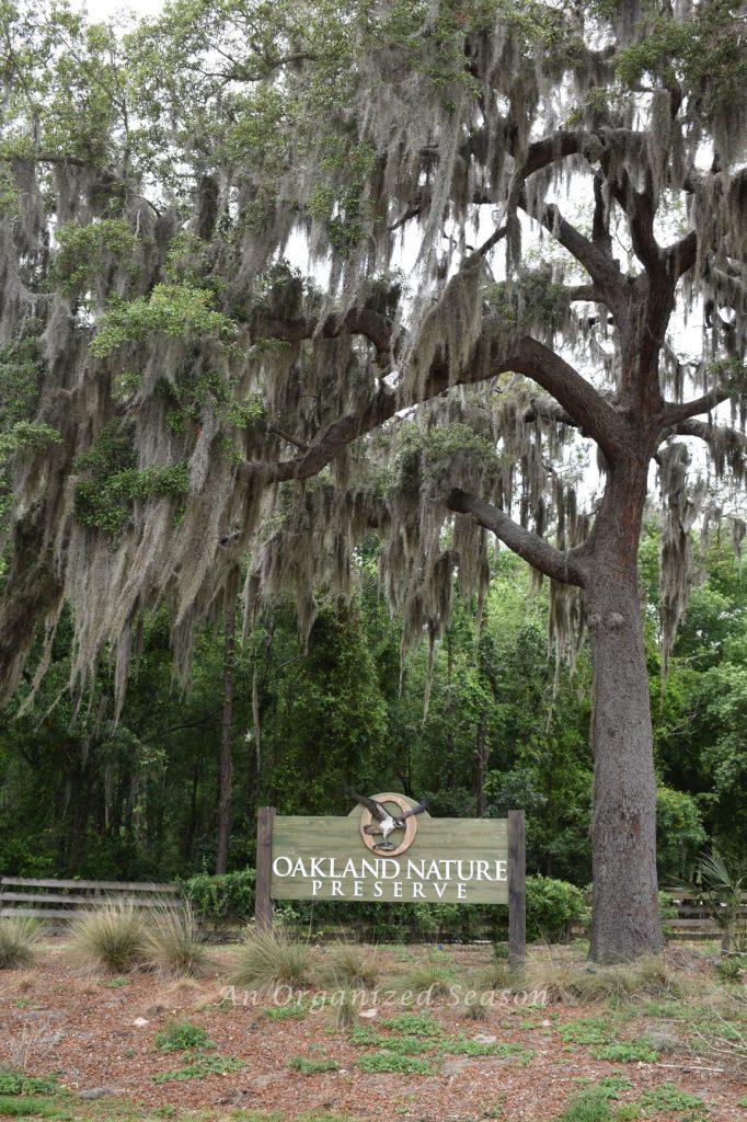 A large tree covered in Spanish moss with a sign that reads Oakland Nature Preserve, located in central Florida. 