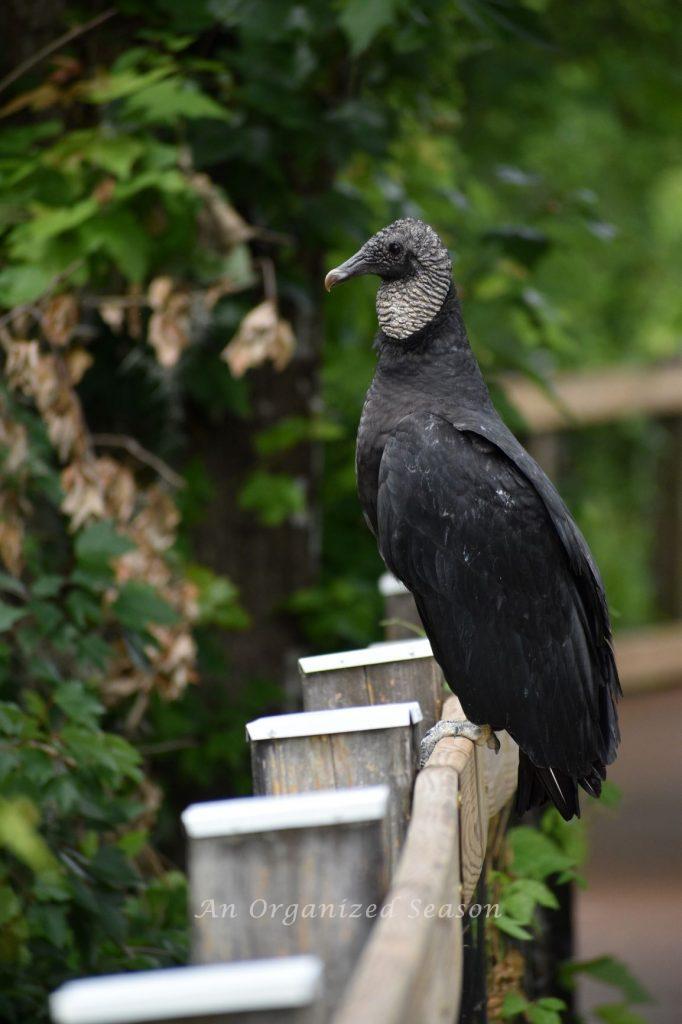 A large vulture sitting on a handrail at the Oakland Nature Preserve in central Florida. 