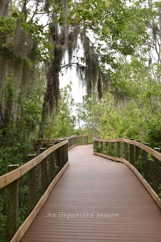 A walking trail made from trex type lumber with hand rails on each side. Surrounded by trees and vegetation. At the Oakland Nature Preserve in central Florida. 