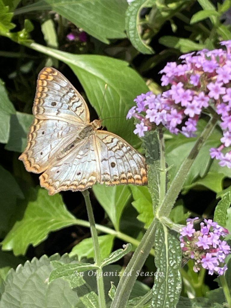 A large white, tan and black butterfly resting on a green leaf, next to a purple flower. Things to see according to EPCOT Flower and Garden Festival guide.