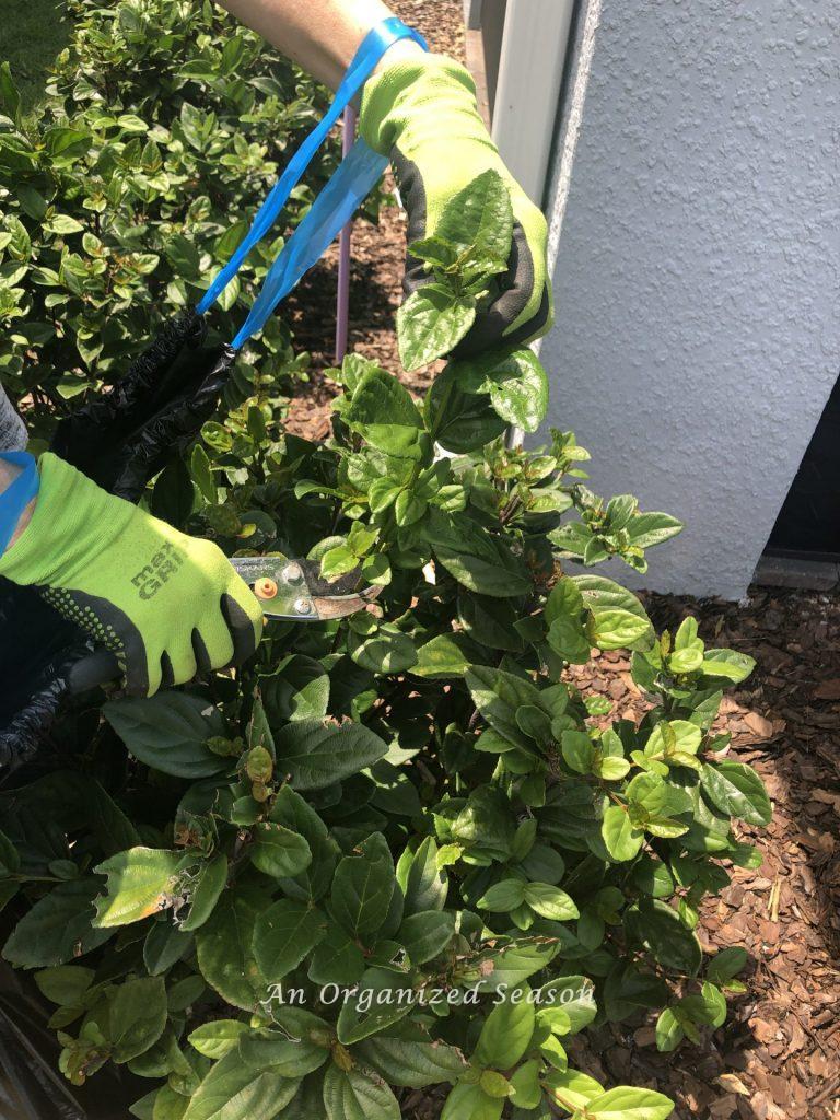 A womans' hands that have yard gloves on them. One hand is holding a stray branch and the other hand cuts it off with pruning shears. Showing step two for helpful tips to organize ad spruce up your yard. 