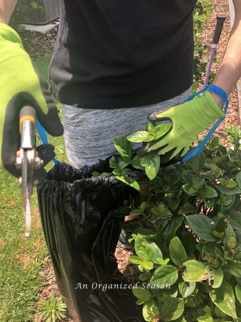 
A woman discarding a pruned branch into a black garbage bag. Showing step three for helpful tips to organize and spruce up your yard. 