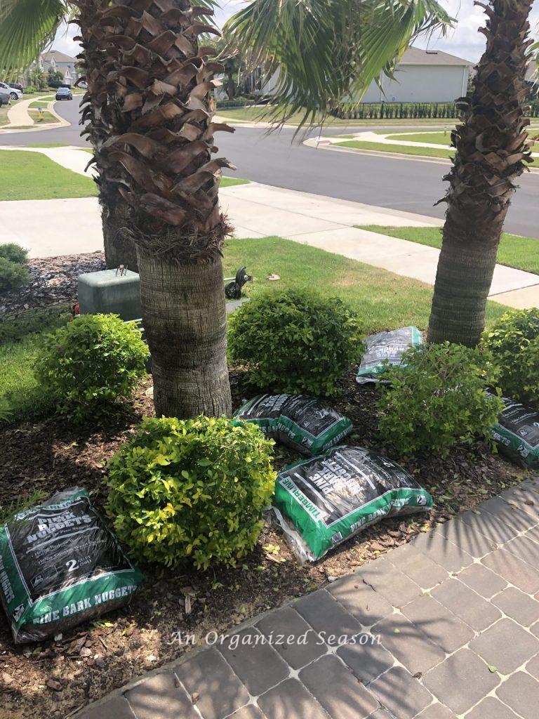A landscape bed with five trimmed shrubs and two palm trees. Five unopened bags of mulch lay between the plants.  Showing step one for helpful tips to organize and spruce up your yard when mulching.