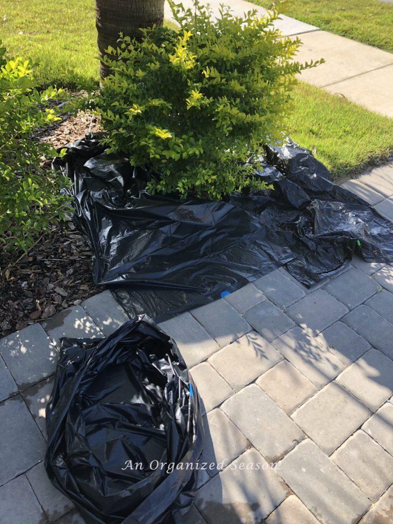 Black garbage bags laying on either side of an overgrown shrub. Step one for helpful tips to organize and spruce up your yard.