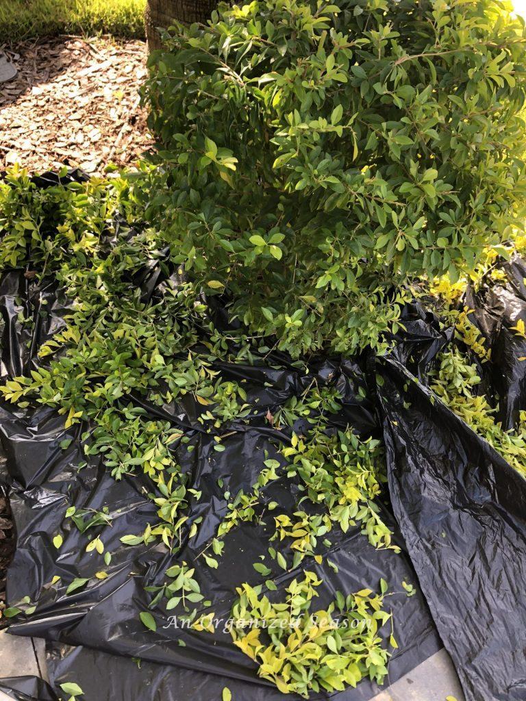 A shrub that has been trimmed and all of the fallen leaves are laying on black garbage bags. Showing step two of helpful tips to organize and spruce up your yard.
