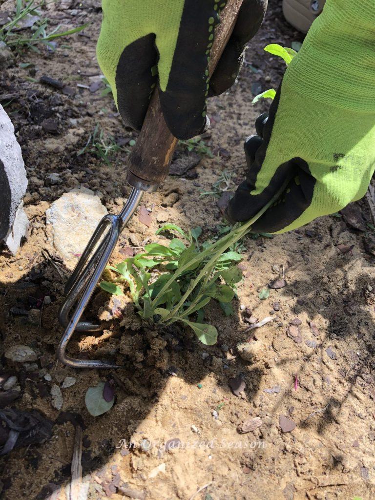 A woman's hands wearing gardening gloves and using a claw tool to remove a weed from the sandy ground. Showing helpful tips to organize and spruce up your yard. 