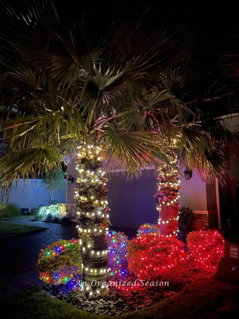 Palm trees wrapped in white lights surrounded by bushes with colored lights during the Tis the Season nighttime home tour.