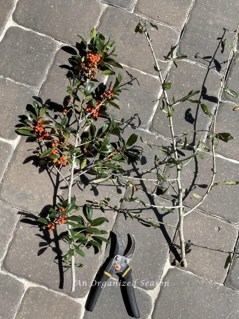 Two branches someone cut off a tree to be used to make an olive topiary inspired by Magnolia.