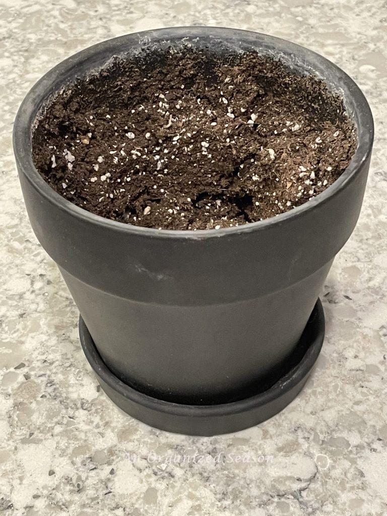 A black flower pot with dirt in it that will be used to make an  olive topiary inspired by Magnolia.