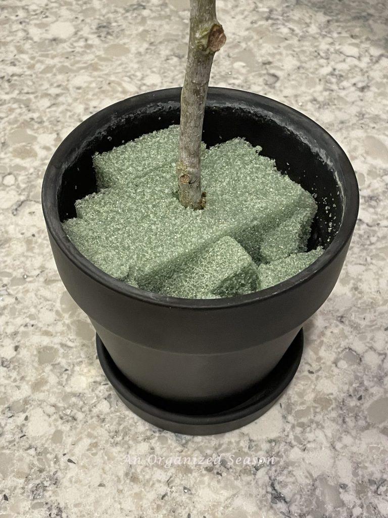 A flower pot with a branch pushed into the Styrofoam, step five for how to make an olive topiary inspired by Magnolia. 