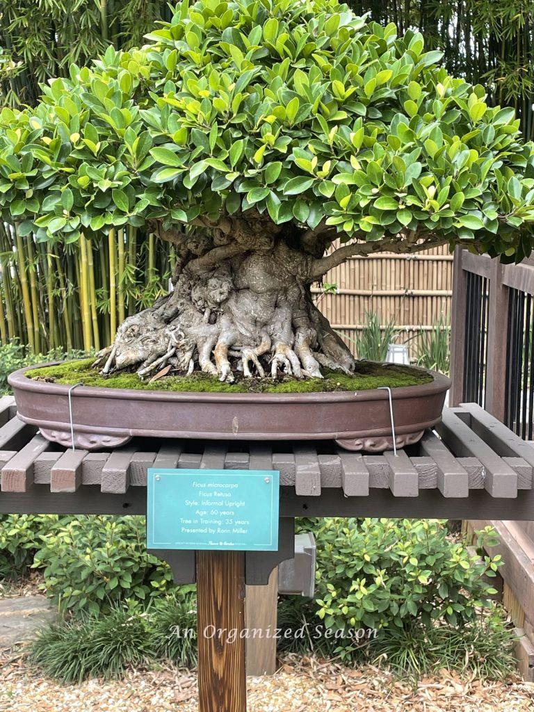 A bonsai tree at the EPCOT Flower and Garden Festival!