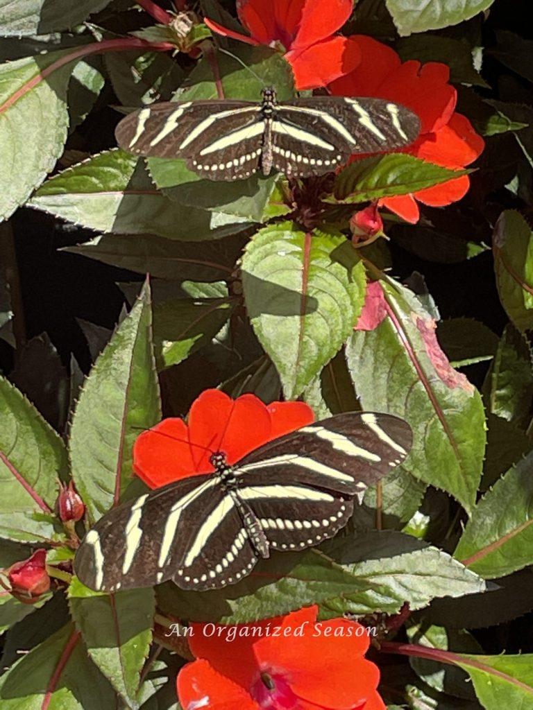 Black and yellow butterfly sitting on a red flower at the EPCOT Flower and Garden Festival!