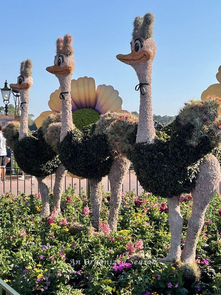 Three ostrich topiaries at the EPCOT Flower and Garden Festival!