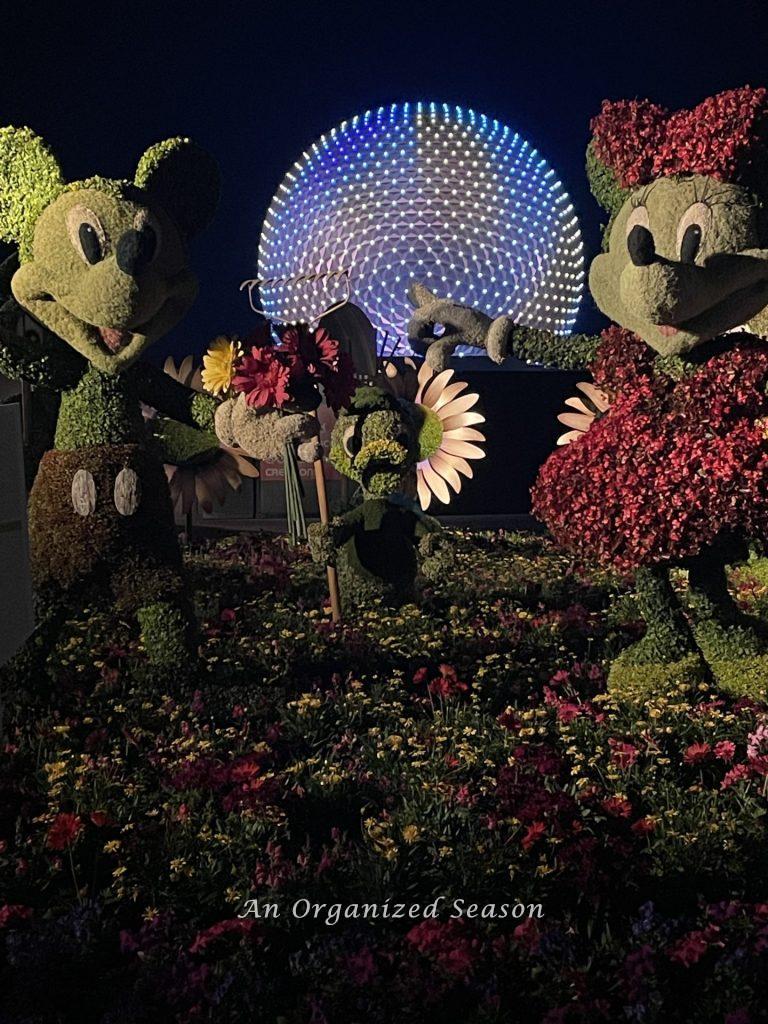 Mickey and Minnie topiaries at night at the EPCOT Flower and Garden Festival!