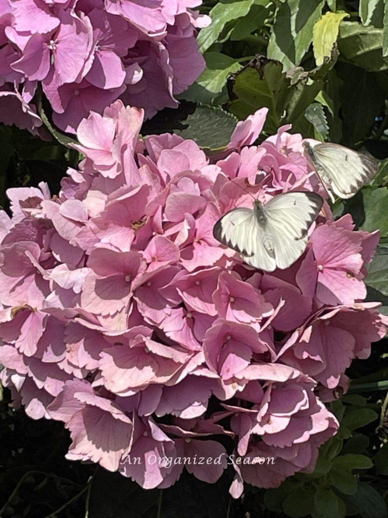 White butterfly on a pink hydrangea bloom at the EPCOT Flower and Garden Festival!