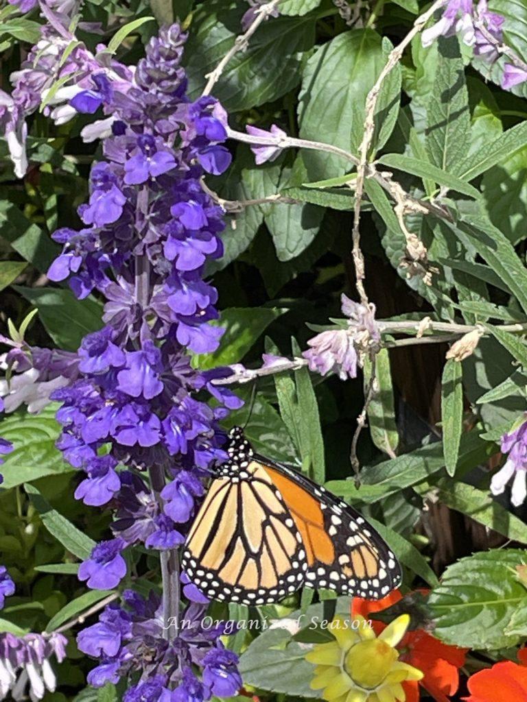 Orange butterfly on a purple flower at the EPCOT Flower and Garden Festival!