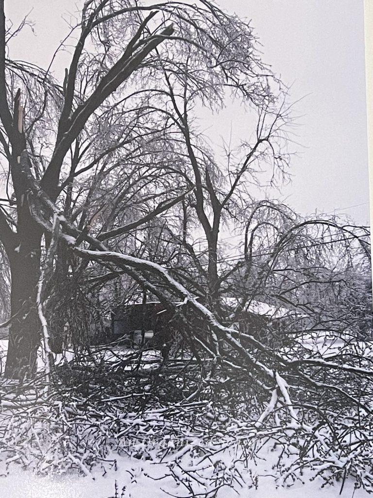 Picture of tree after ice storm showing why you should be prepared for an emergency!