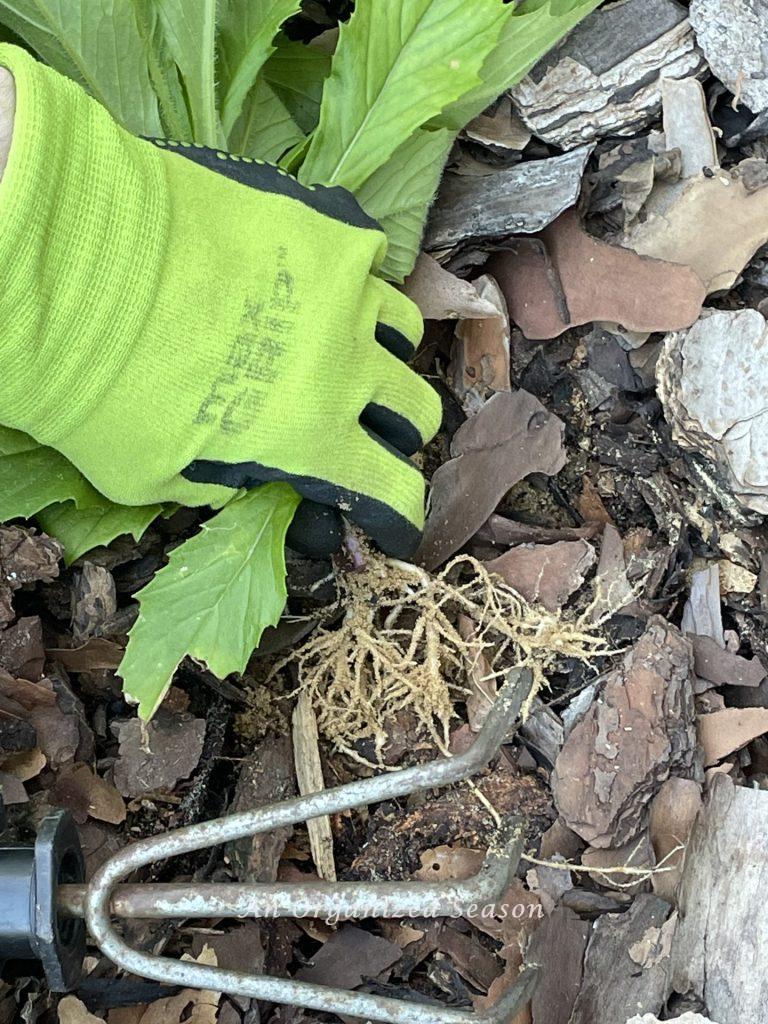 Someone removing weeds. An example of a strategy to improve your home's curb appeal. 