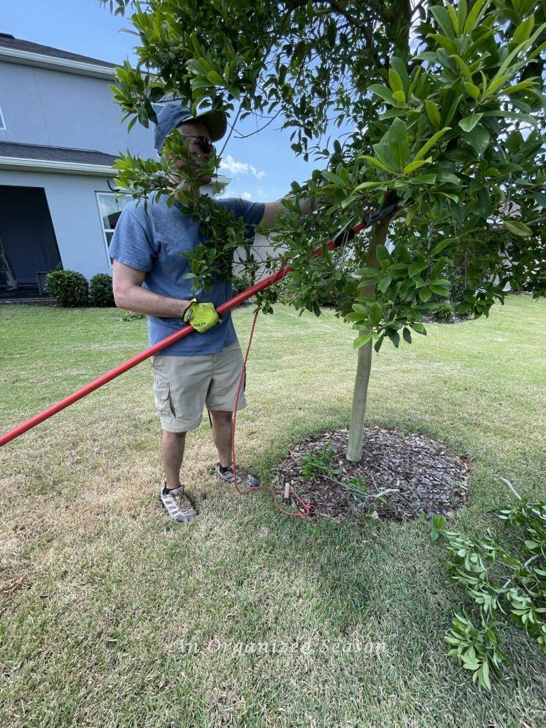 A man trimming a tree, a strategy to improve your home's curb appeal!