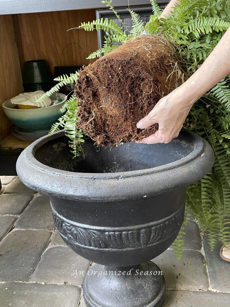Loosen roots of plants, one of my simple tips to plant containers.