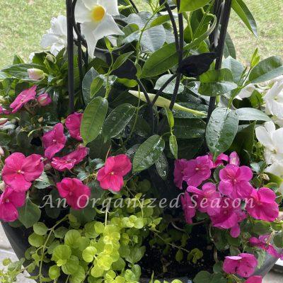 Simple Tips to Plant Beautiful Containers