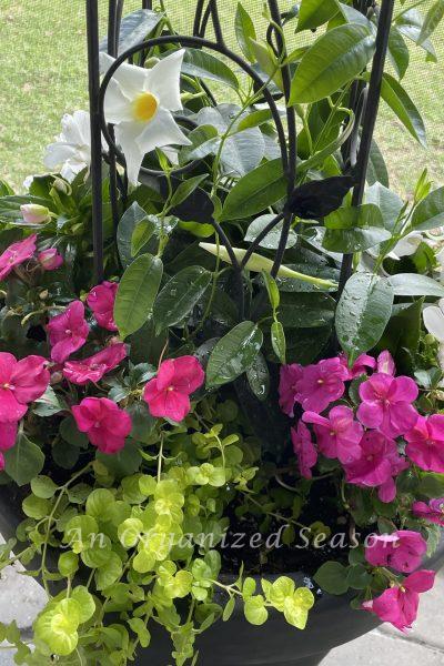 Simple tips to plant containers