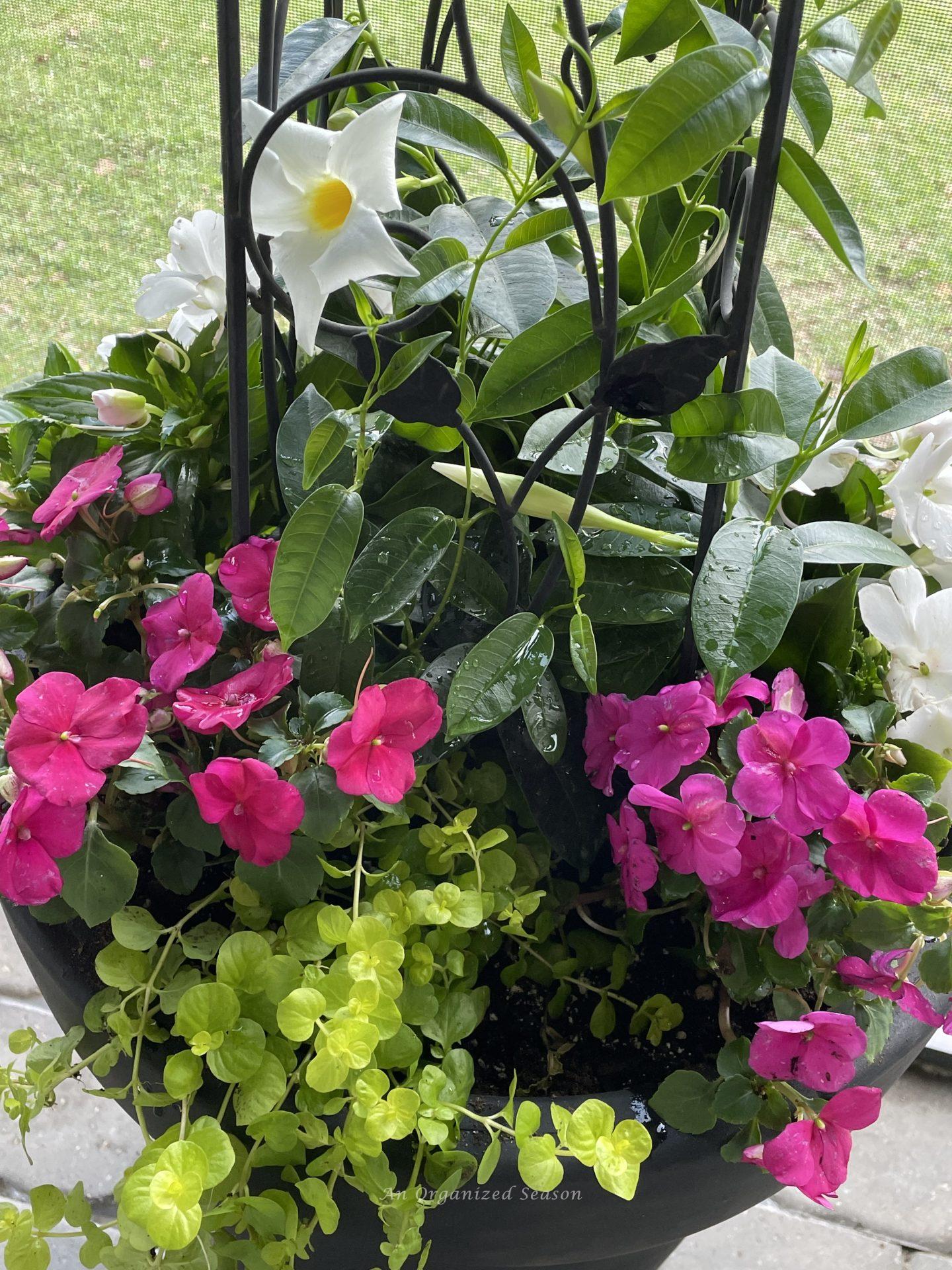 Simple Tips to Plant Beautiful Containers - An Organized Season