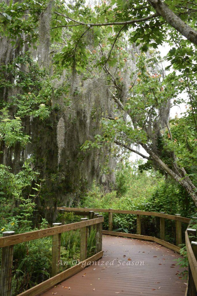 A path covered in Fall leaves winding through a wooded area.
