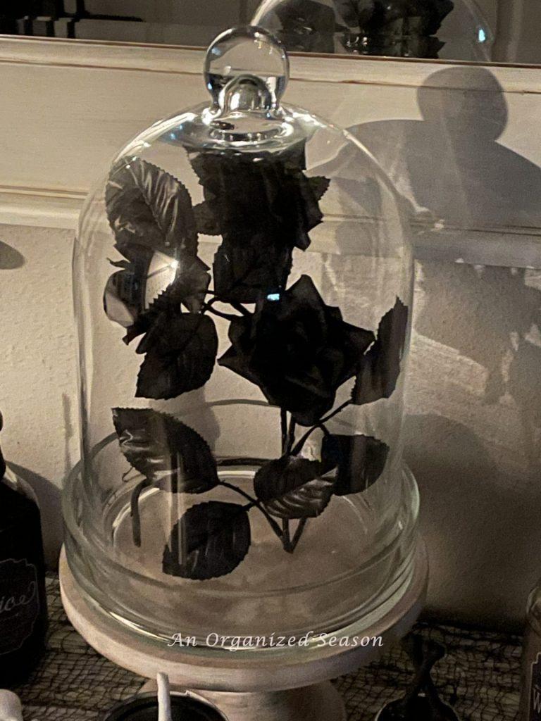 Black roses under a glass cloche. 