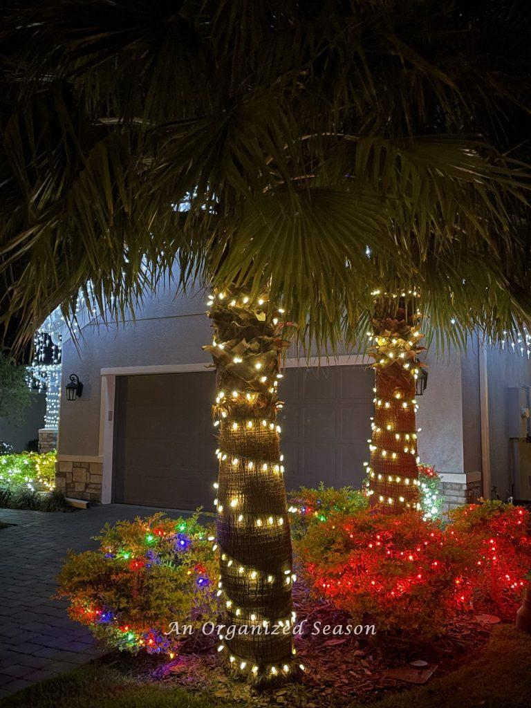 Palm trees wrapped with white Christmas lights surrounded by shrubs with colored lights. 