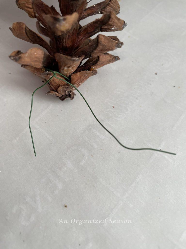 Floral wire wrapped around the bottom of a pine cone, step one to make a Winter pinecone wreath.