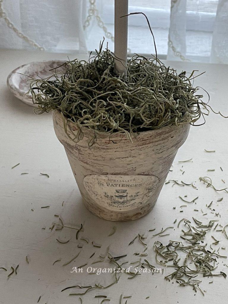 A flower pot with moss covering the top.