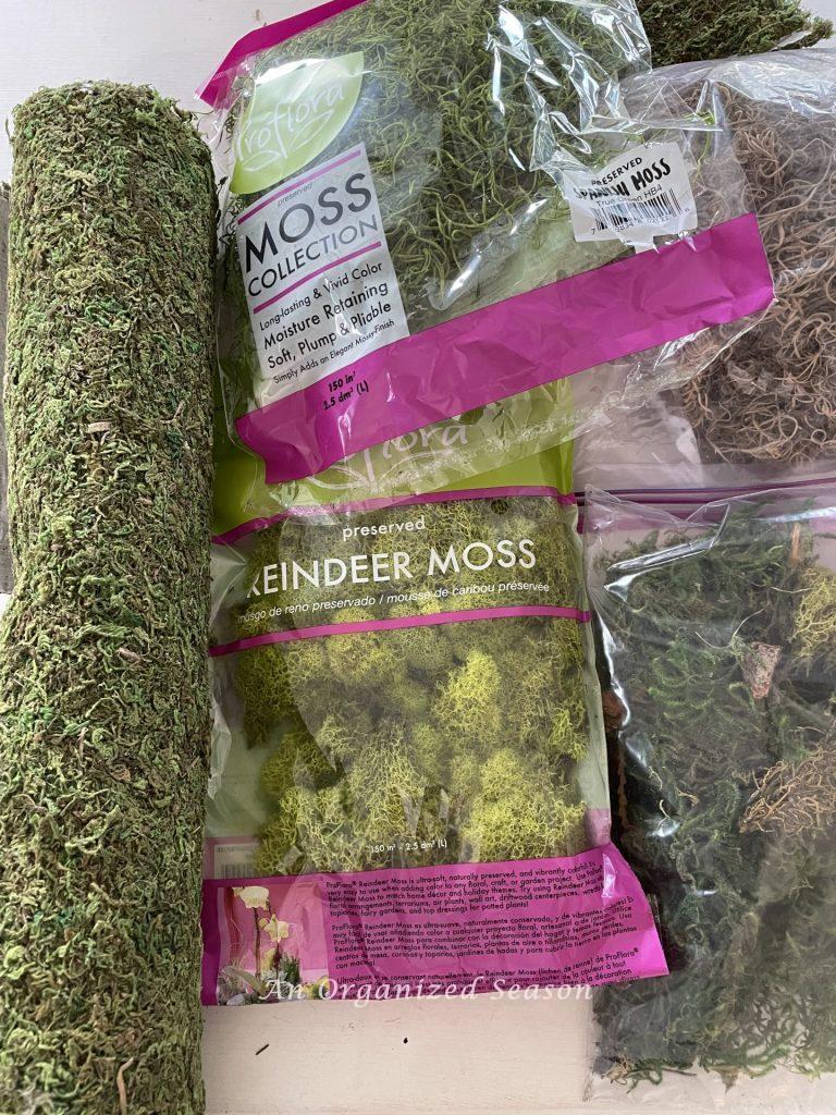 Different types of moss.