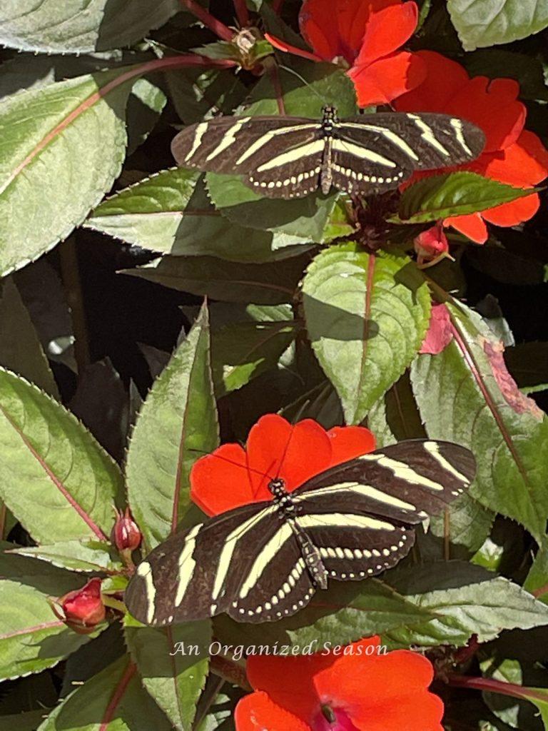 Two black and yellow striped butterflies on a red impatient flower. 