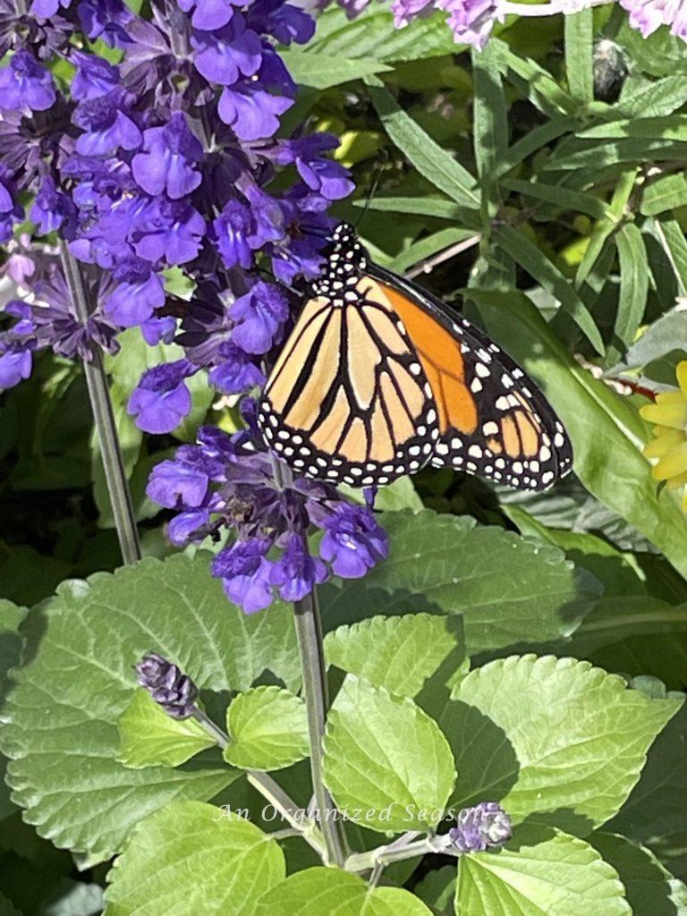 A Monarch butterfly on a purple flower. 