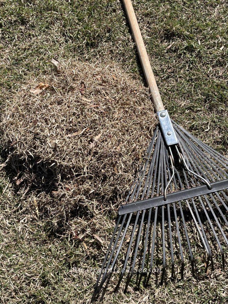 Yard clean up step one is to dethatch the grass with a rake. 