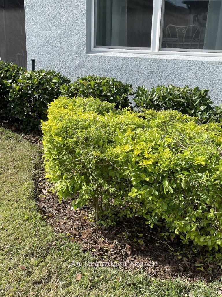 Yard clean up step five is to edge around plant beds.