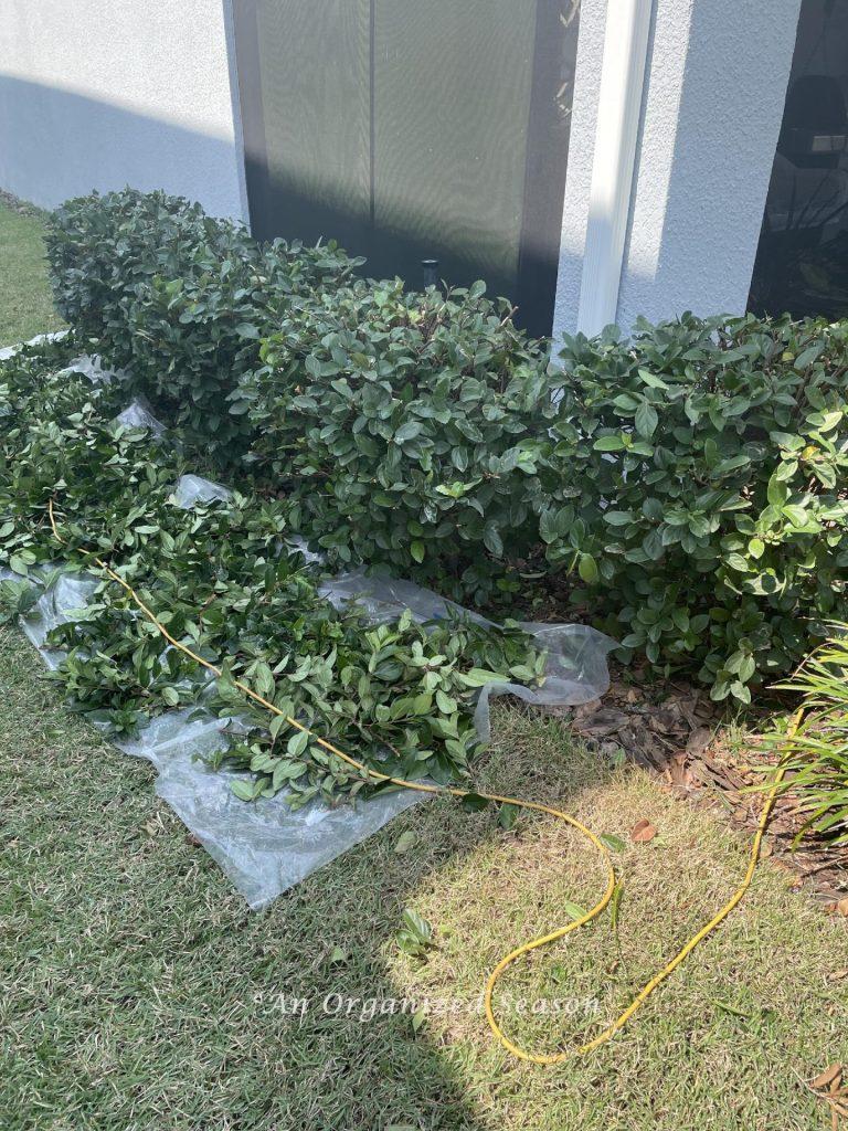 Yard clean up step two is to trim the shrubs and lay plastic down to catch the cut branches. 