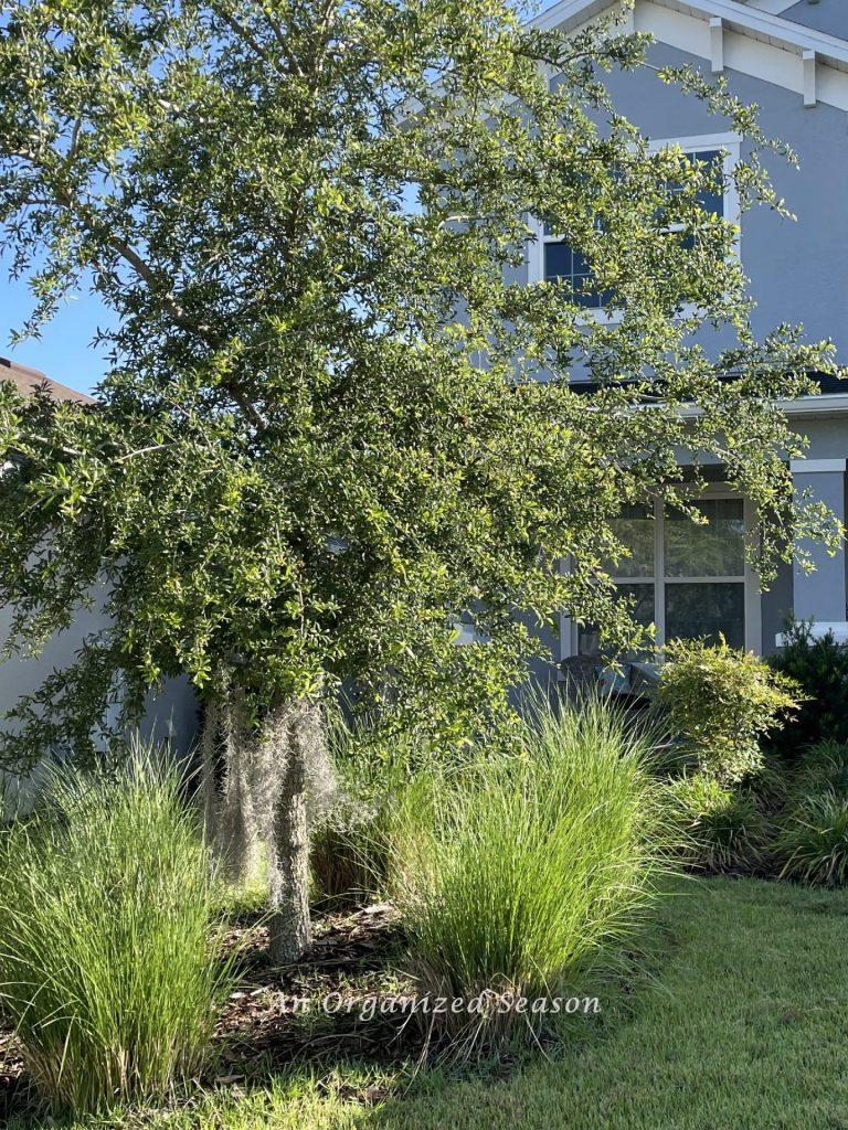 Tree with overgrown ornamental grasses below it. 