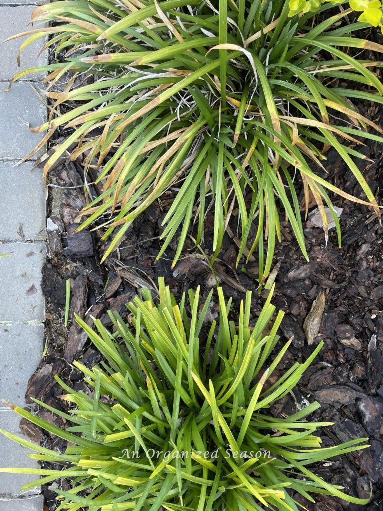 Liriope before and after being cut back.