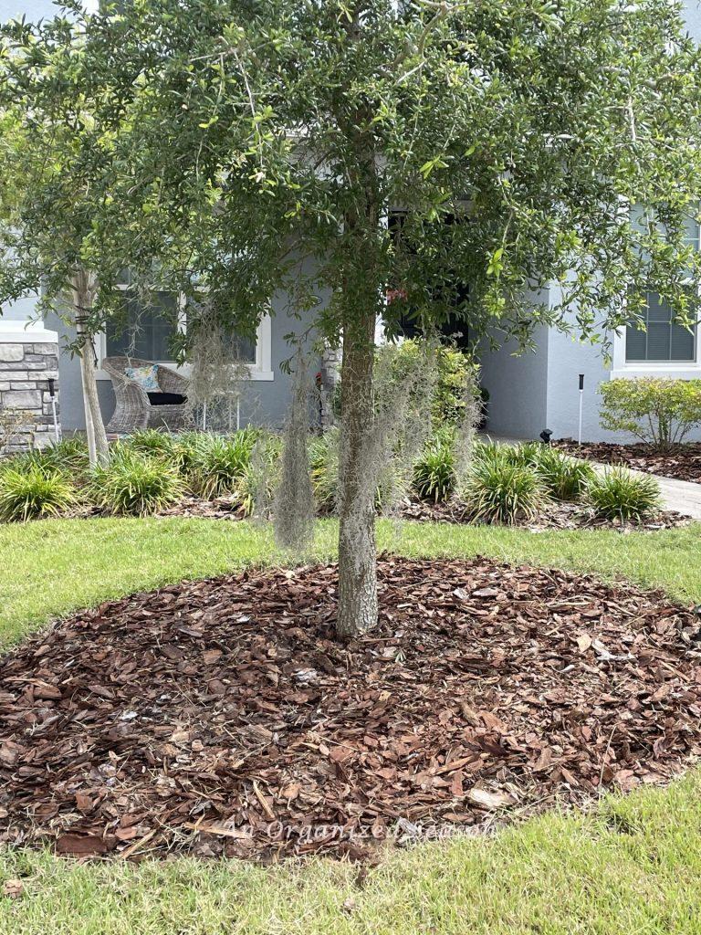 Yard clean up step three is to remove dead or unwanted plants. 