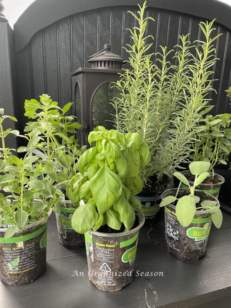 Newly purchased herbs sitting on a potting bench. 