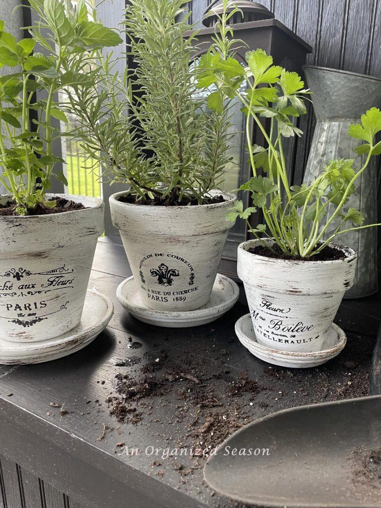 Herbs planted in French pots. 