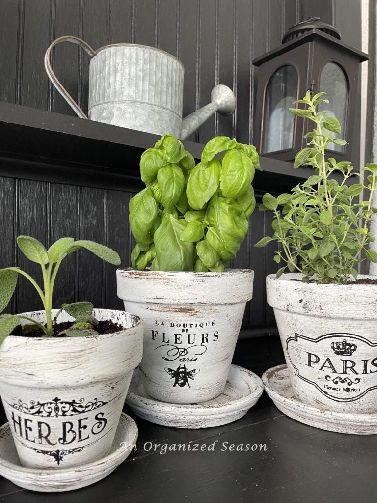 Herbs planted in pretty French pots.